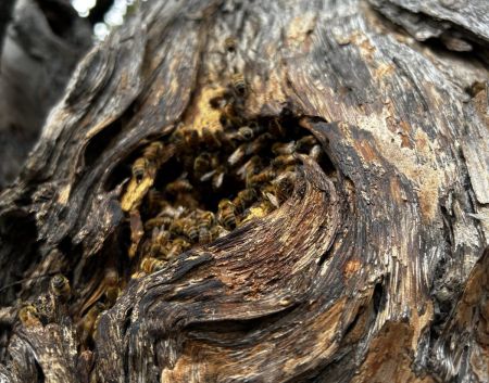 What is Regenerative Beekeeping