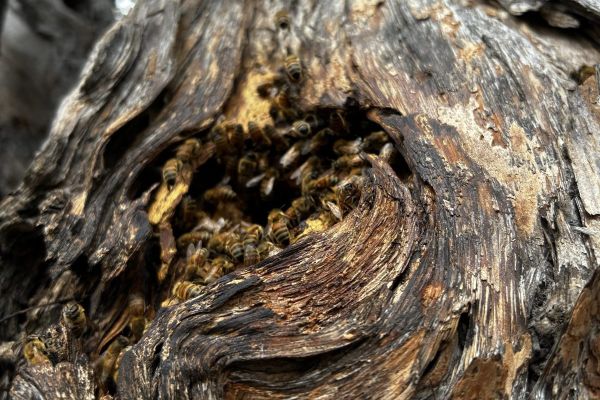What is Regenerative Beekeeping