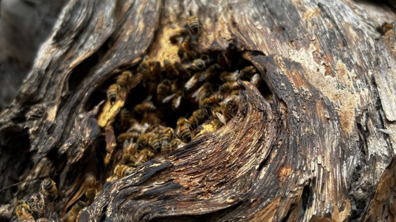 What is Regenerative Beekeeping