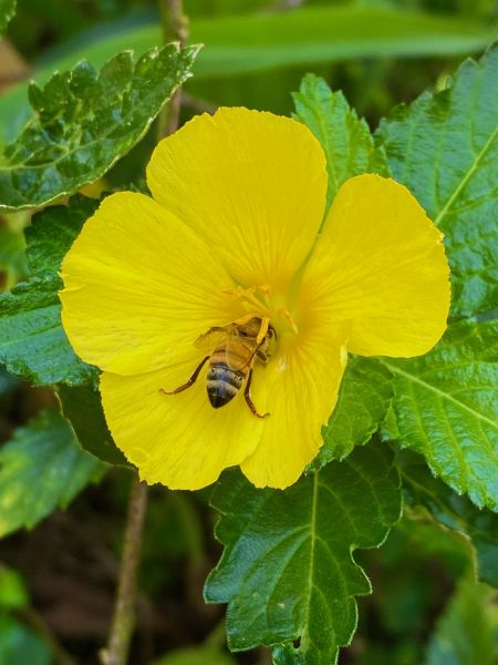 Free the Queens! Sanctuary Bees Evolve Naturally on Hawaii Island