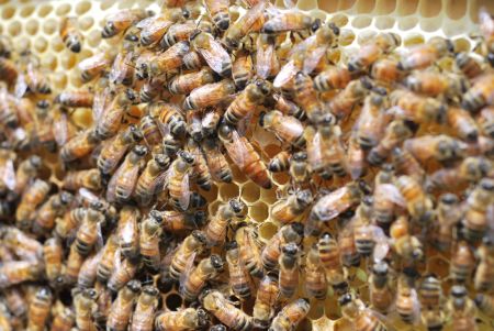 About Bees