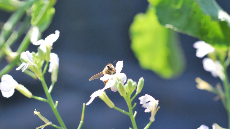 SWARM SEASON